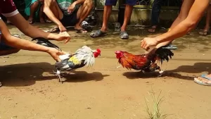 Cockfighting Betting: Instructions, Rules and Winning Experience