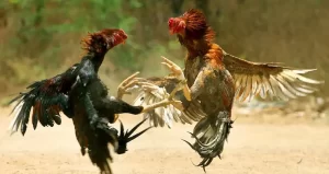 Cambodian Cockfighting – Discover popular forms of cockfighting